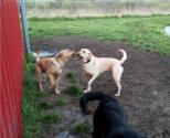 Play time at Storm's Ahead Kennels.