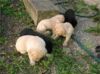 4 week old yellow labrador retriever puppies.
