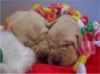 Storm's Ahead Kennels puppies at Christmas